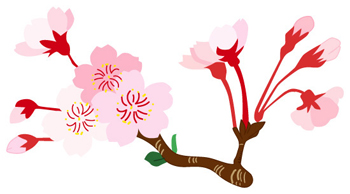 桜