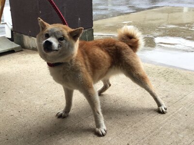 210615山内犬_4053_marked.jpg