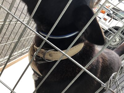 211220山内犬首輪.jpg