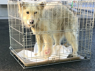 201228武雄いぬ犬_8530_marked.jpg