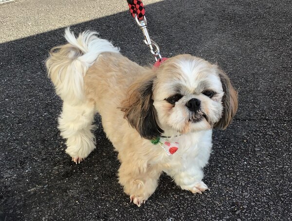 20221226-1犬.jpg