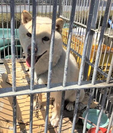 20230328武雄犬3.jpg