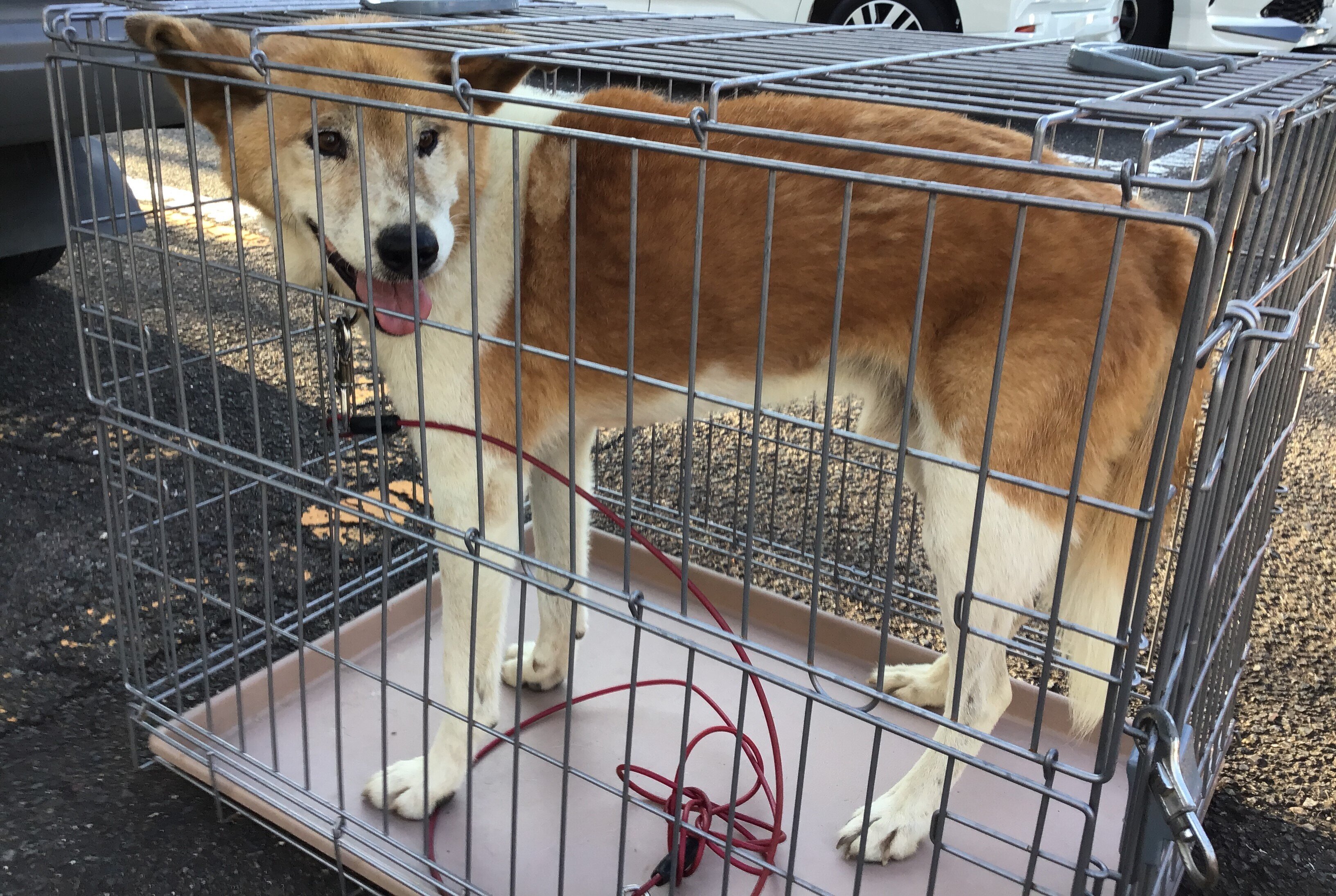 231102-2犬写真.jpg