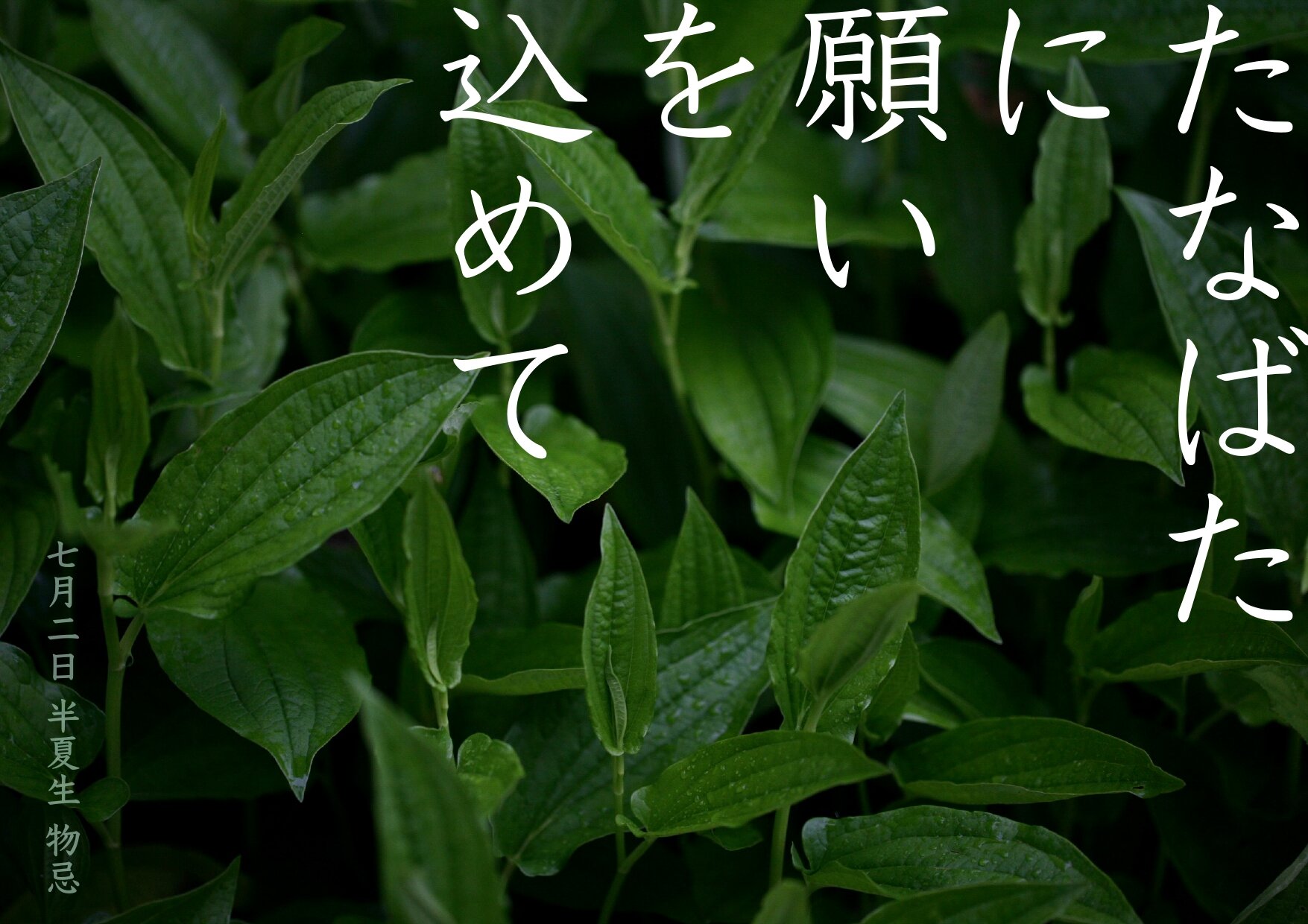 20230529_omusubi_tanabata.jpg