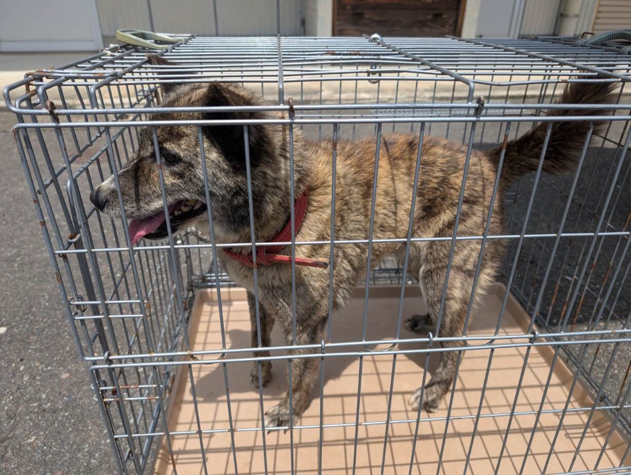 20250526抑留犬写真.jpg