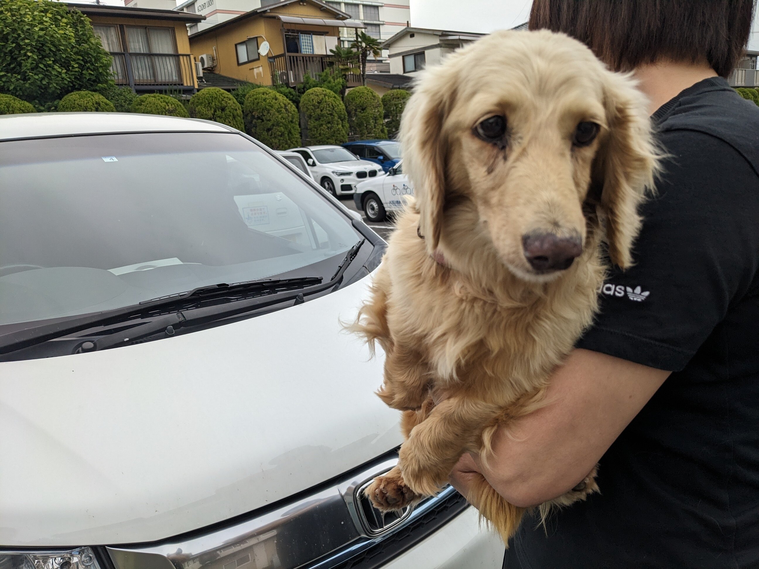 20230606_kankyou_inu.jpg