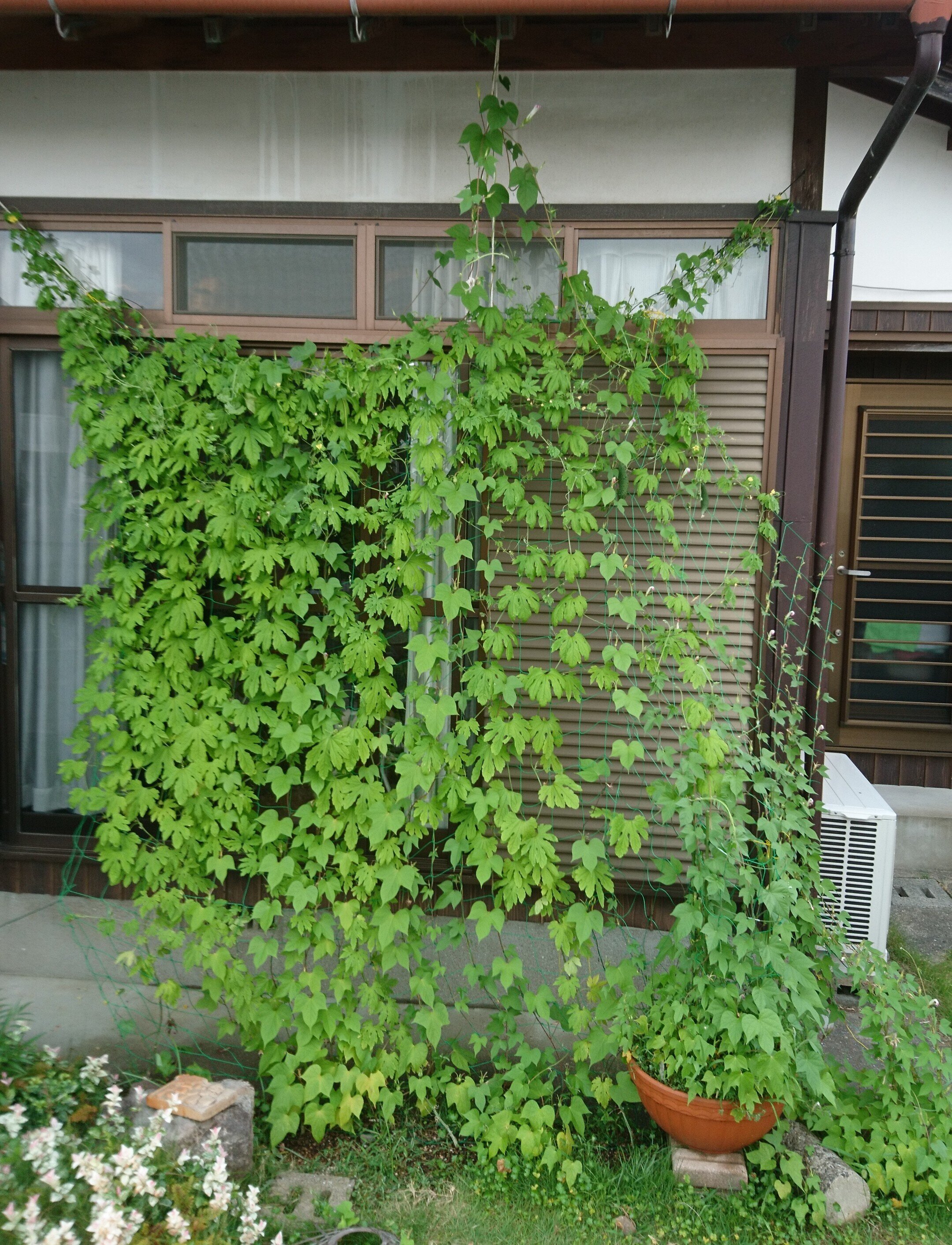 カーテン全景を写した写真.jpg