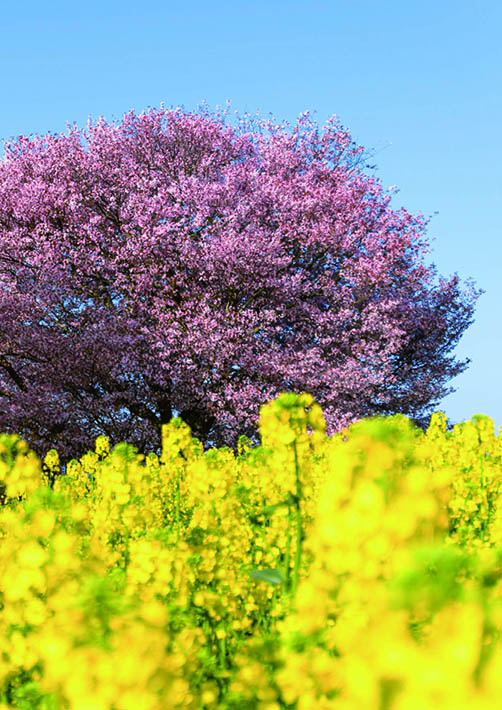 裏表紙（馬場の山桜）