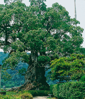 川古のクス