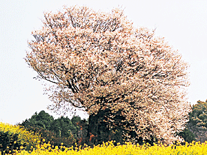 馬場の山桜1