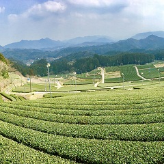 自然と人が織りなす　山間の隠れた絶景