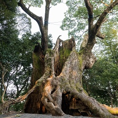 雄大な自然に癒され、大楠とともに育つ